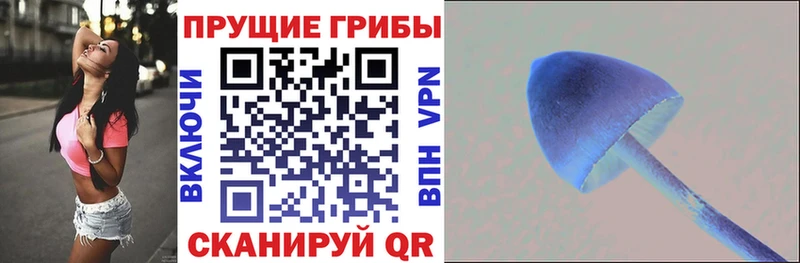 Купить где  Строитель  Псилоцибиновые грибы Magic Shrooms 